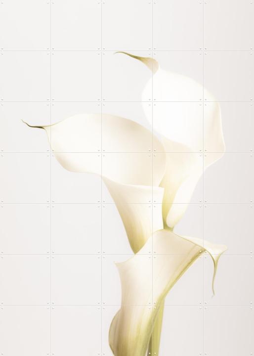 White Calla Lily No 3