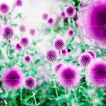 'Dream Flowers Pink' by Mareike Böhmer