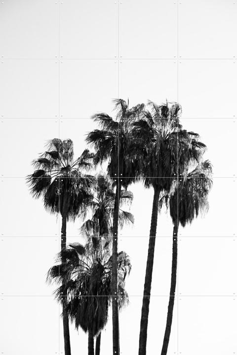Palms in the Wind