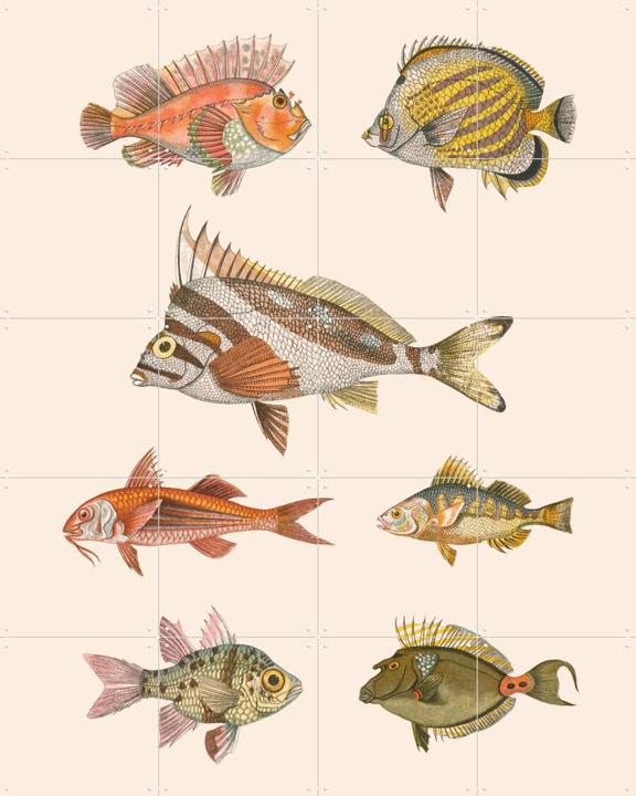 Zoologie XXXXIIII - Poissons