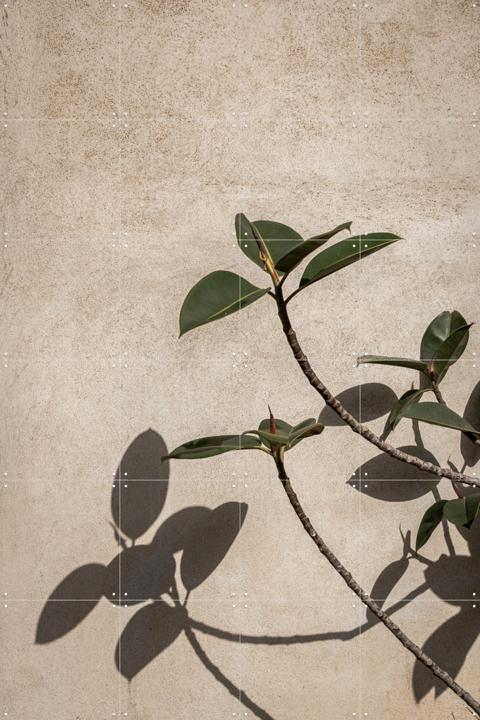Shadow of Plant