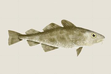 'Codfish' by Merel Corduwener