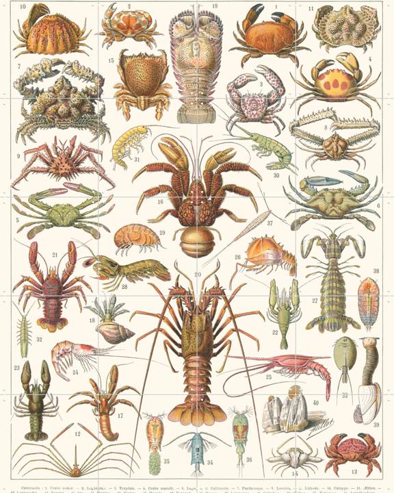 Crustacés