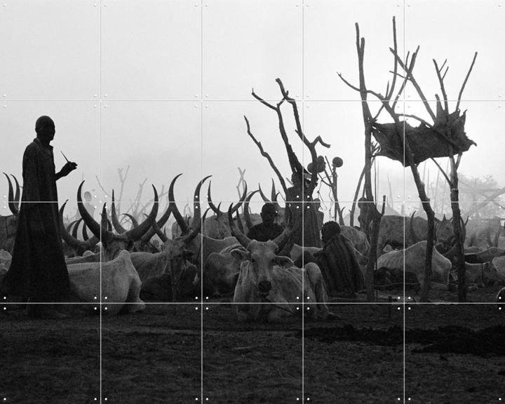 Dinka Cows at Sunset