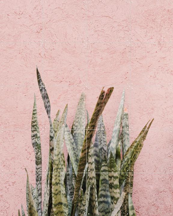 Botanical Scene In Marrakech