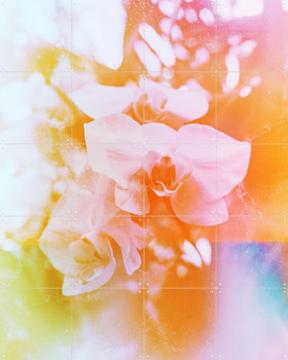 'Evolve' by Amber Lauder