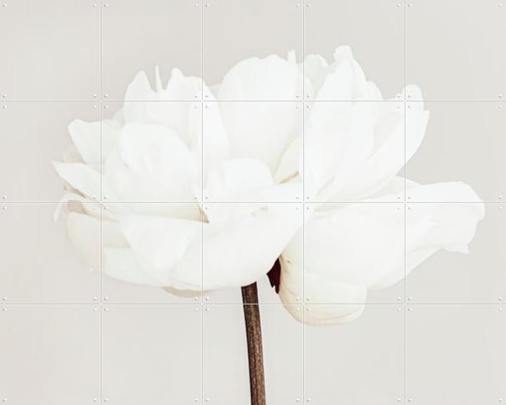 White Bloom Serenity