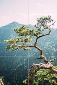 IXXI - Sokolica Pine Tree von Pati Photography 