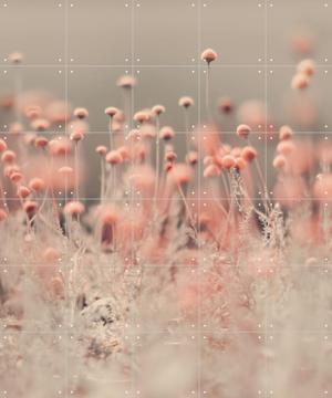 IXXI - Pink Wild Flowers door Ingrid Beddoes 