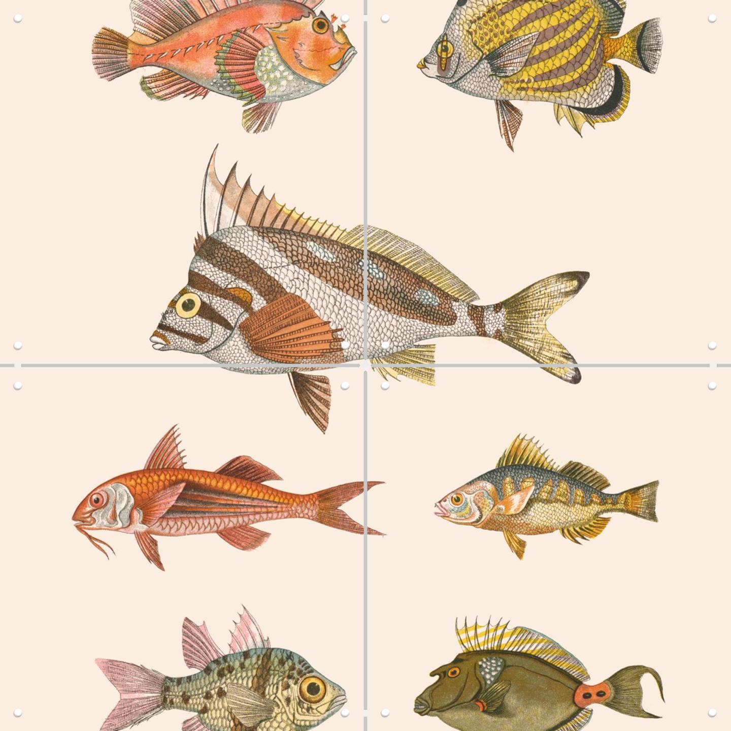 Zoologie XXXXIIII - Poissons By Aster Edition | Wall Art & Art