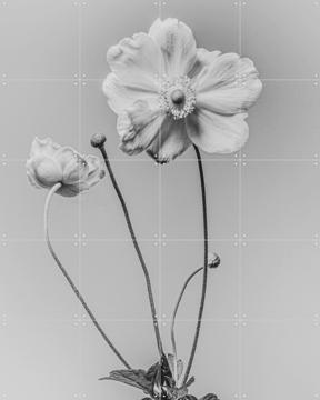 'White Anamoon' by Sander van Laar