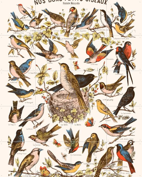 Nos bons Petits Oiseaux