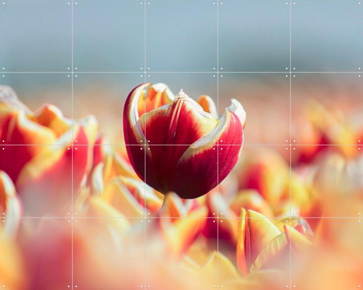 Among the Tulips