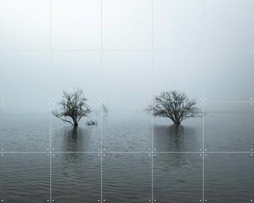 'Whispering Tree Pair ' by Claire Droppert