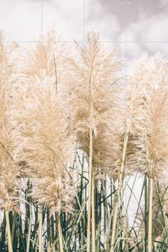 IXXI - Boho Palm Grass by Pati Photography 