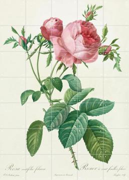 'Rose' par Pierre Joseph Redoute & The National Gallery London