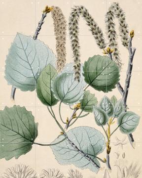 IXXI - Aspen Populus Tremula by Artist unknown & Natural History Museum