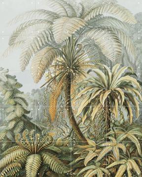 IXXI - Ferns color by Ernst Haeckel & Victoria and Albert Museum