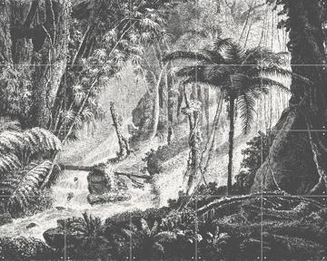 'Brazilian Jungle' by Aster Edition