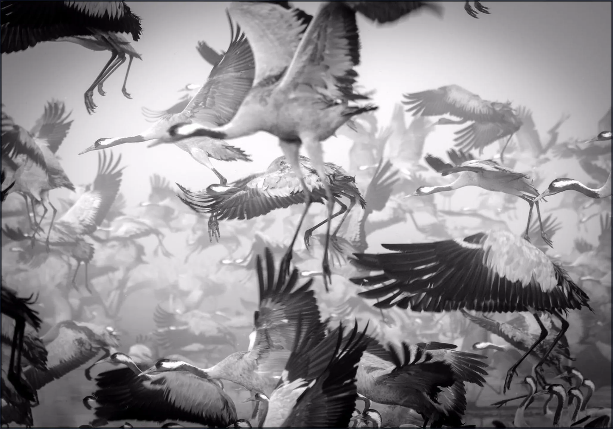 Bird Migration