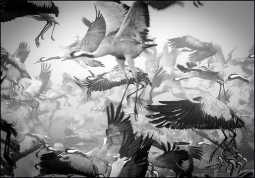 Bird Migration
