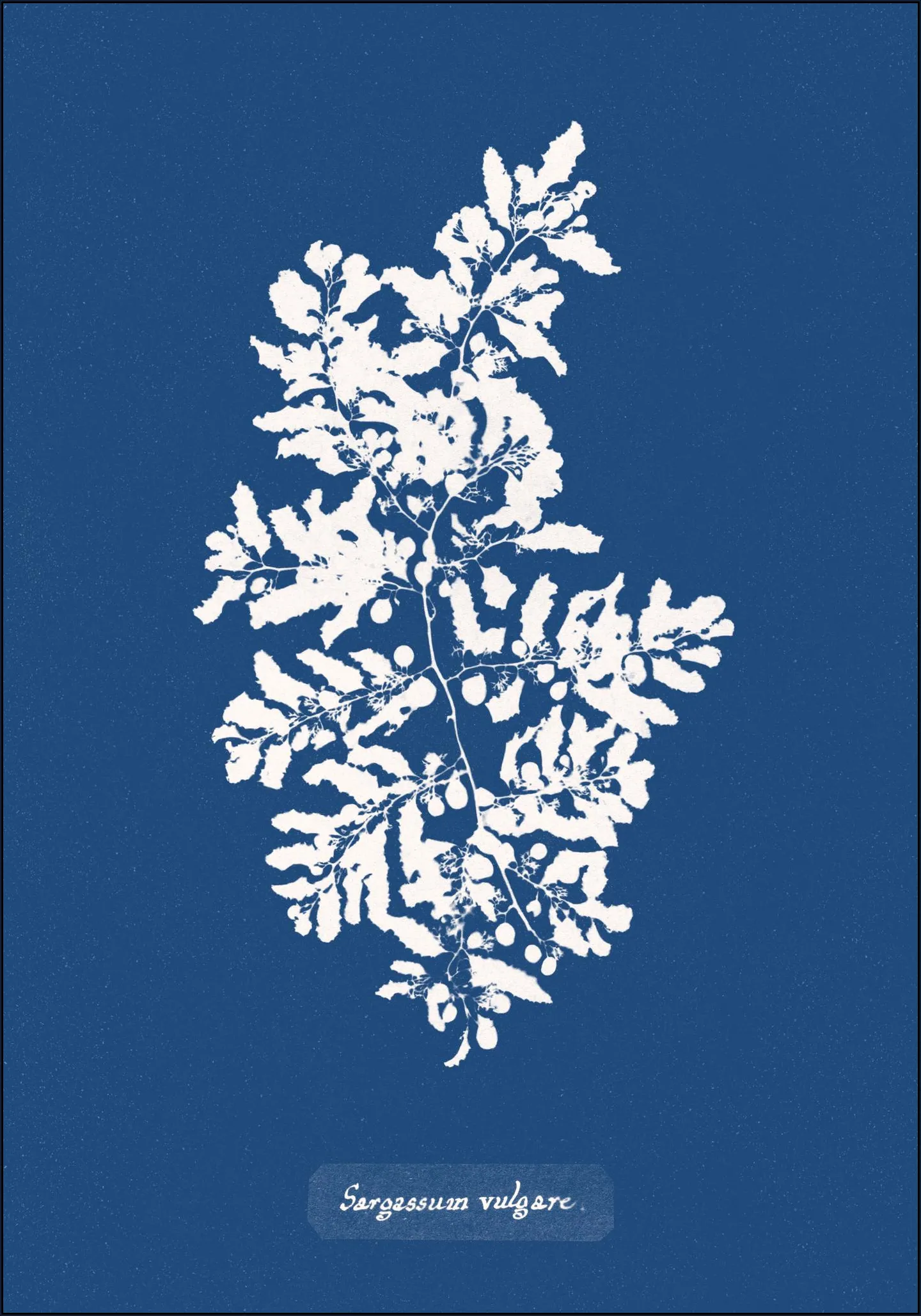 Sargassum Vulgare - Fern