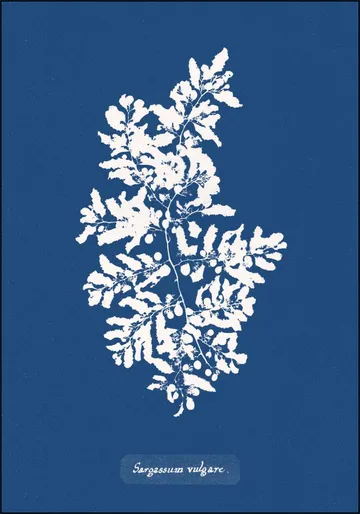 Sargassum Vulgare - Fern
