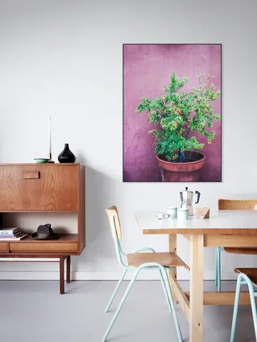 Purple Pomegranate