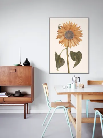 Tournesol - Zonnebloem