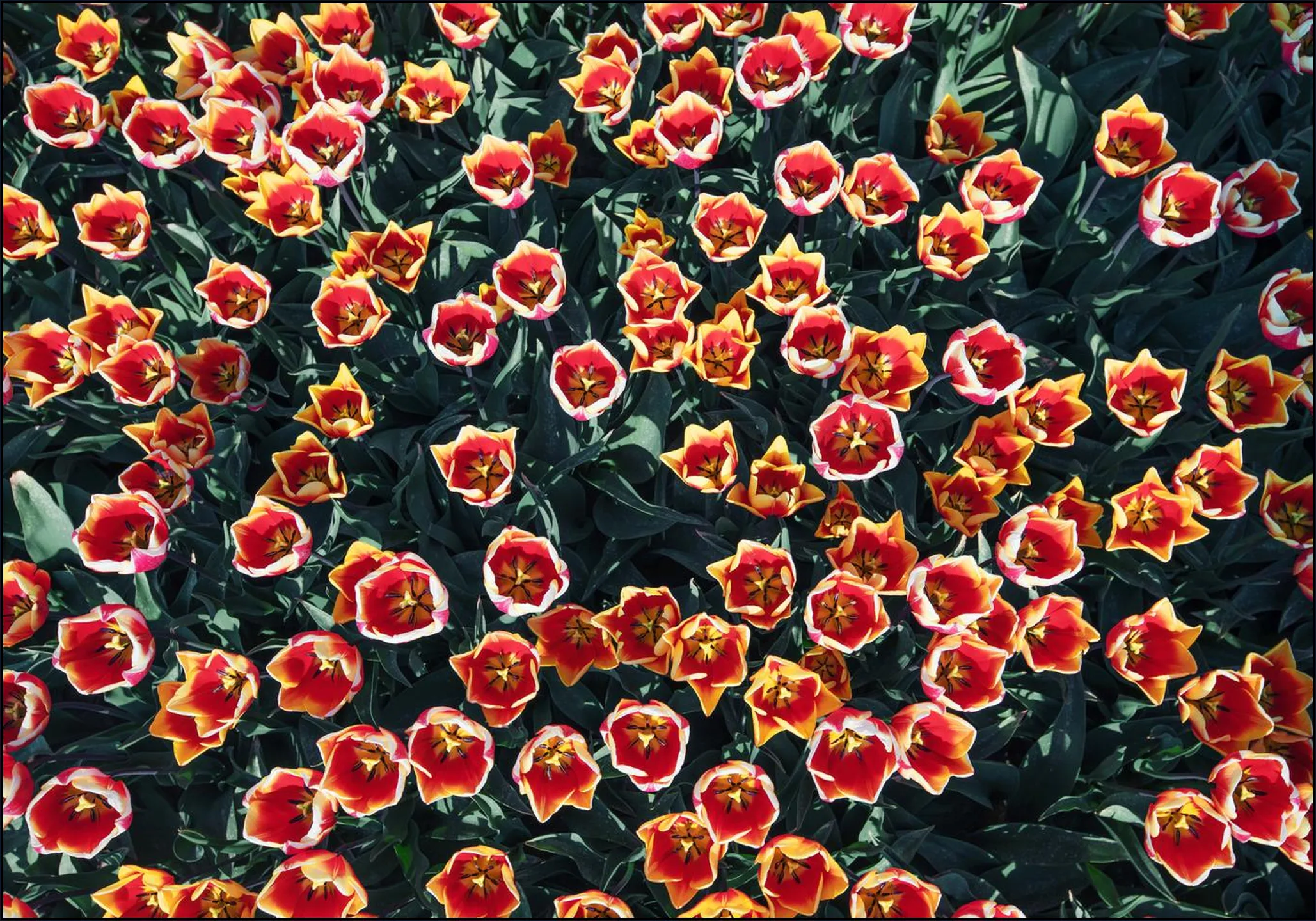 Floral Symphony