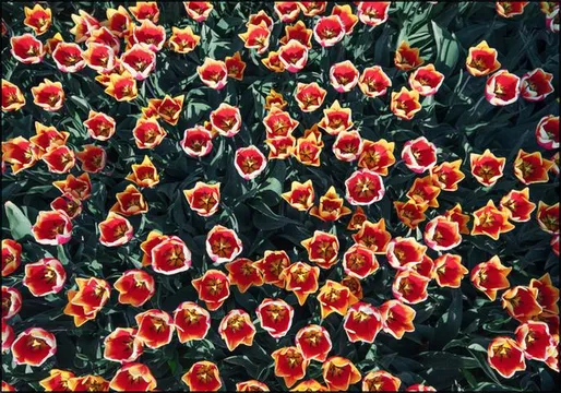 Floral Symphony