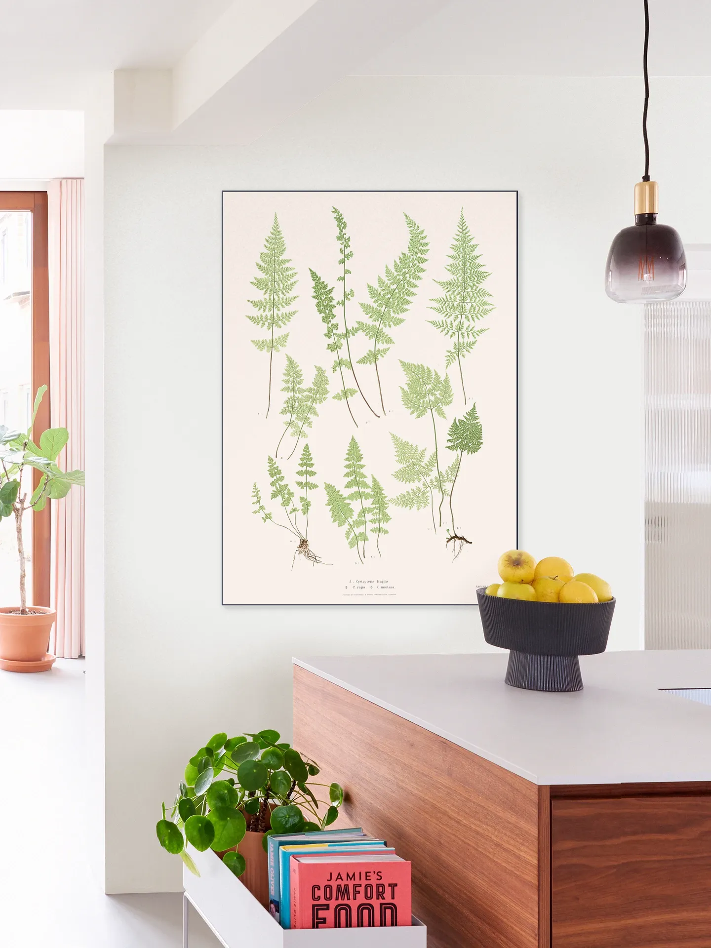 Ferns