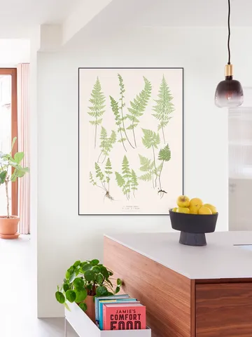 Ferns