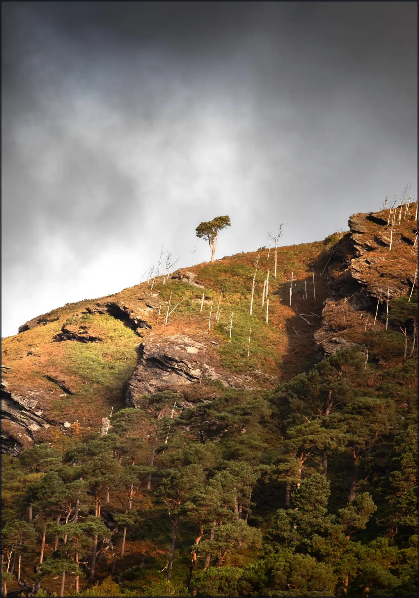 Lonely Tree Wicklow Mountains