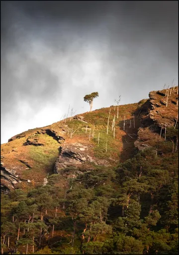 Lonely Tree Wicklow Mountains