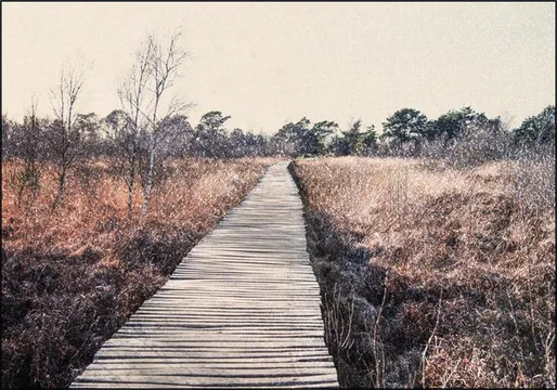 Dreamy Landscape