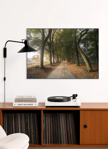 Autumn Forest Lane