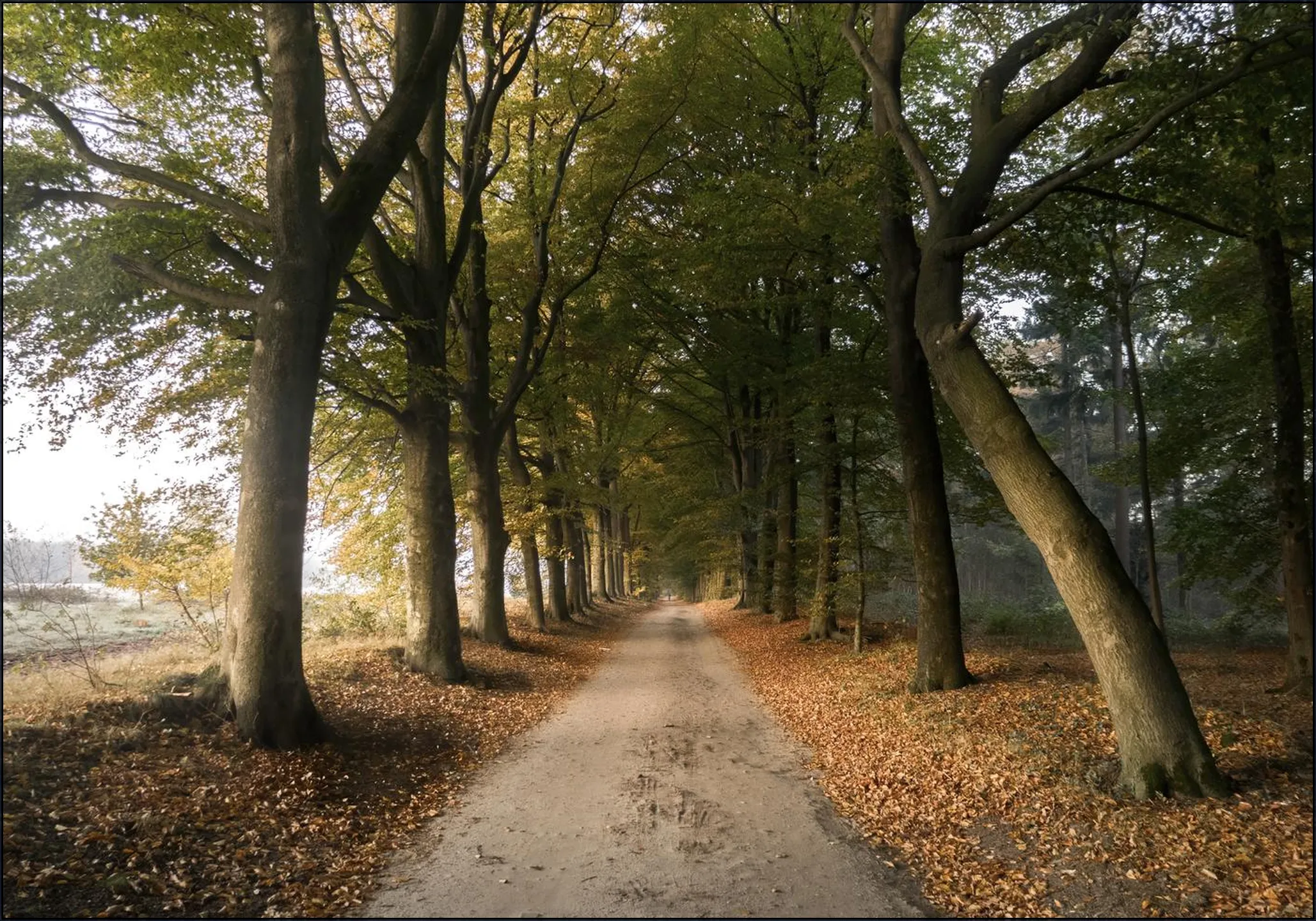 Autumn Forest Lane
