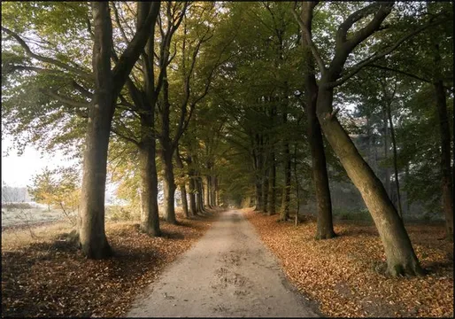 Autumn Forest Lane