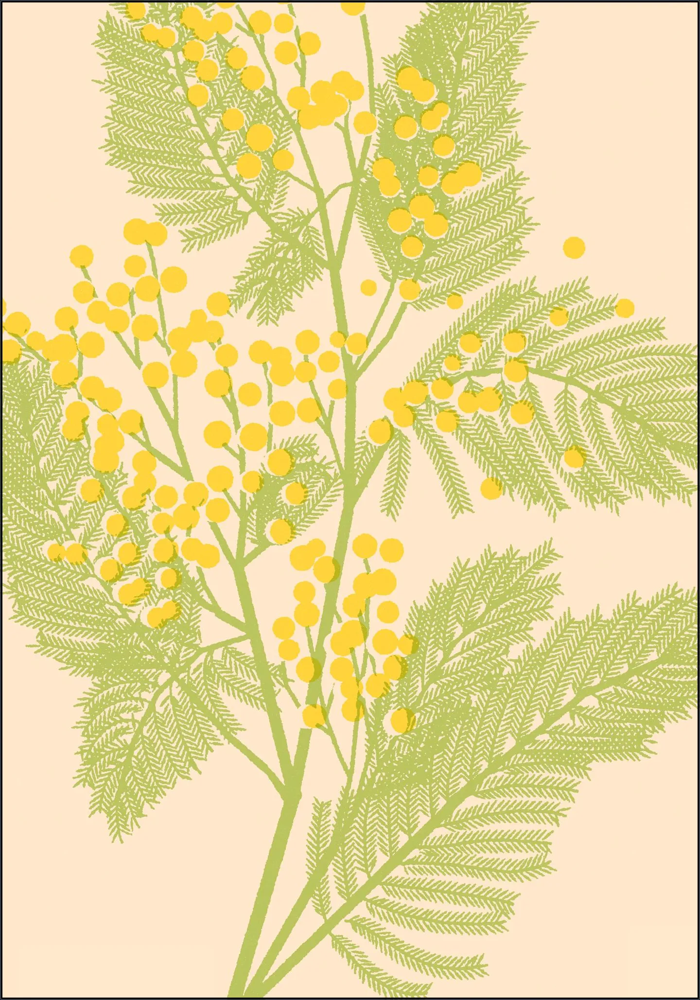 Mimosa
