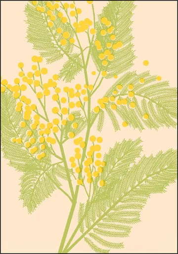 Mimosa