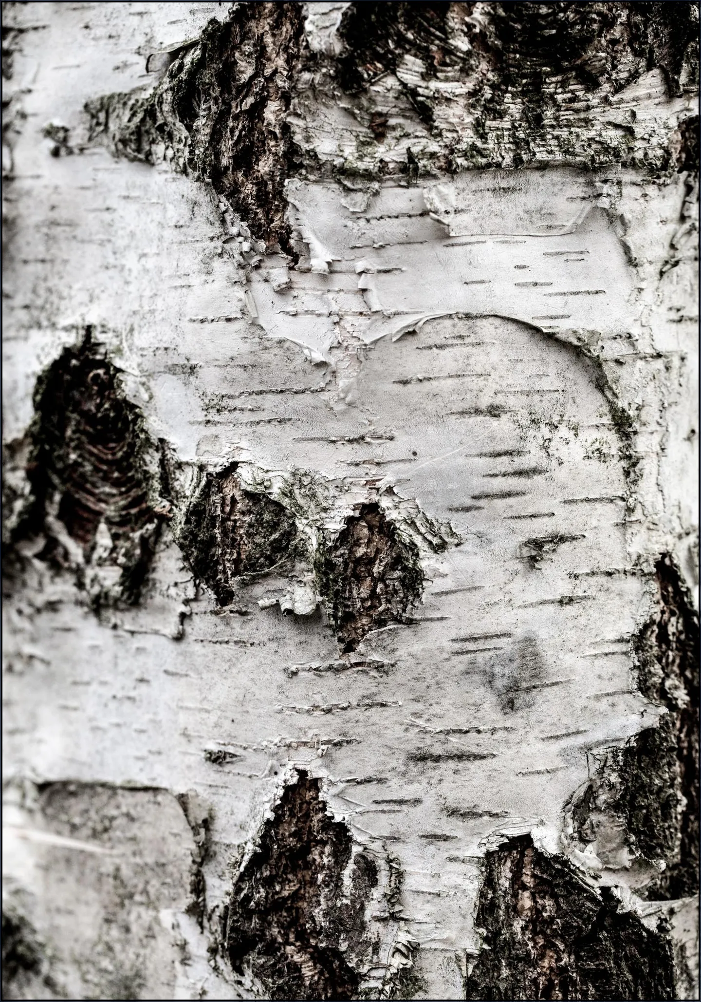 Birch Tree 2