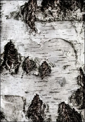 Birch Tree 2
