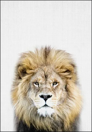 Print 326 Lion