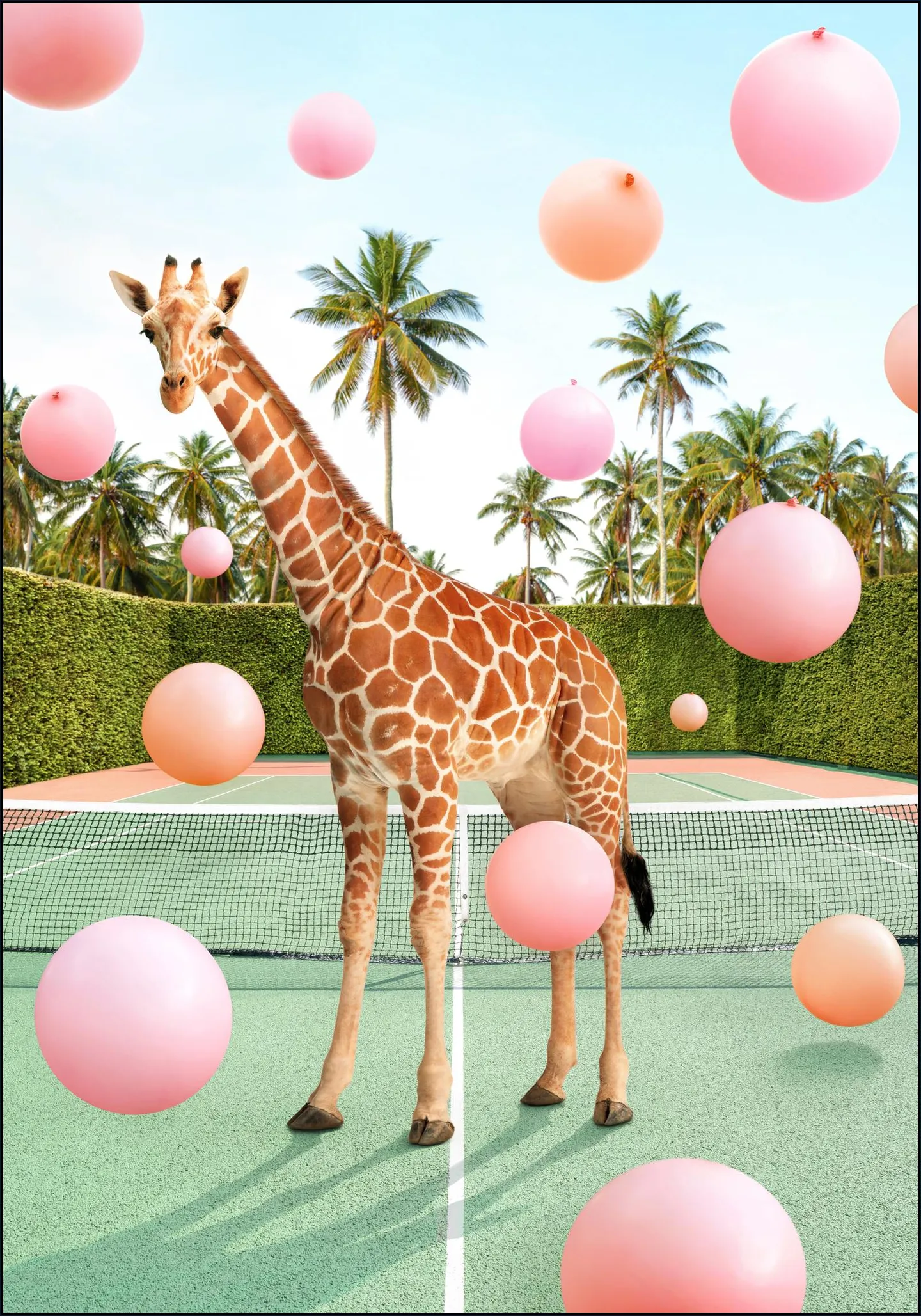 Tennis Giraffe