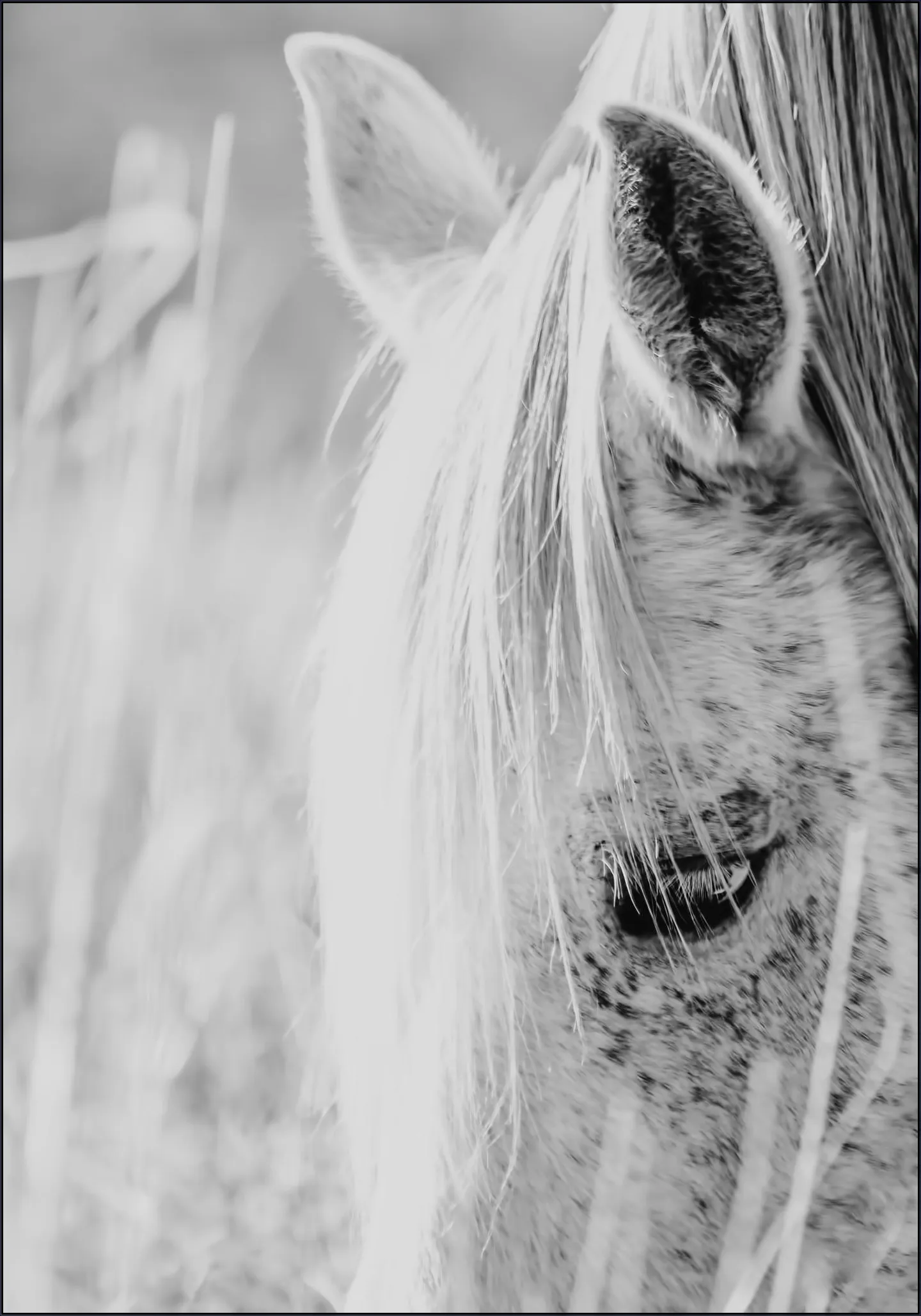 Wild Horse Indie Rose