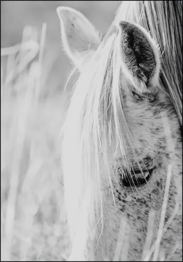 Wild Horse Indie Rose