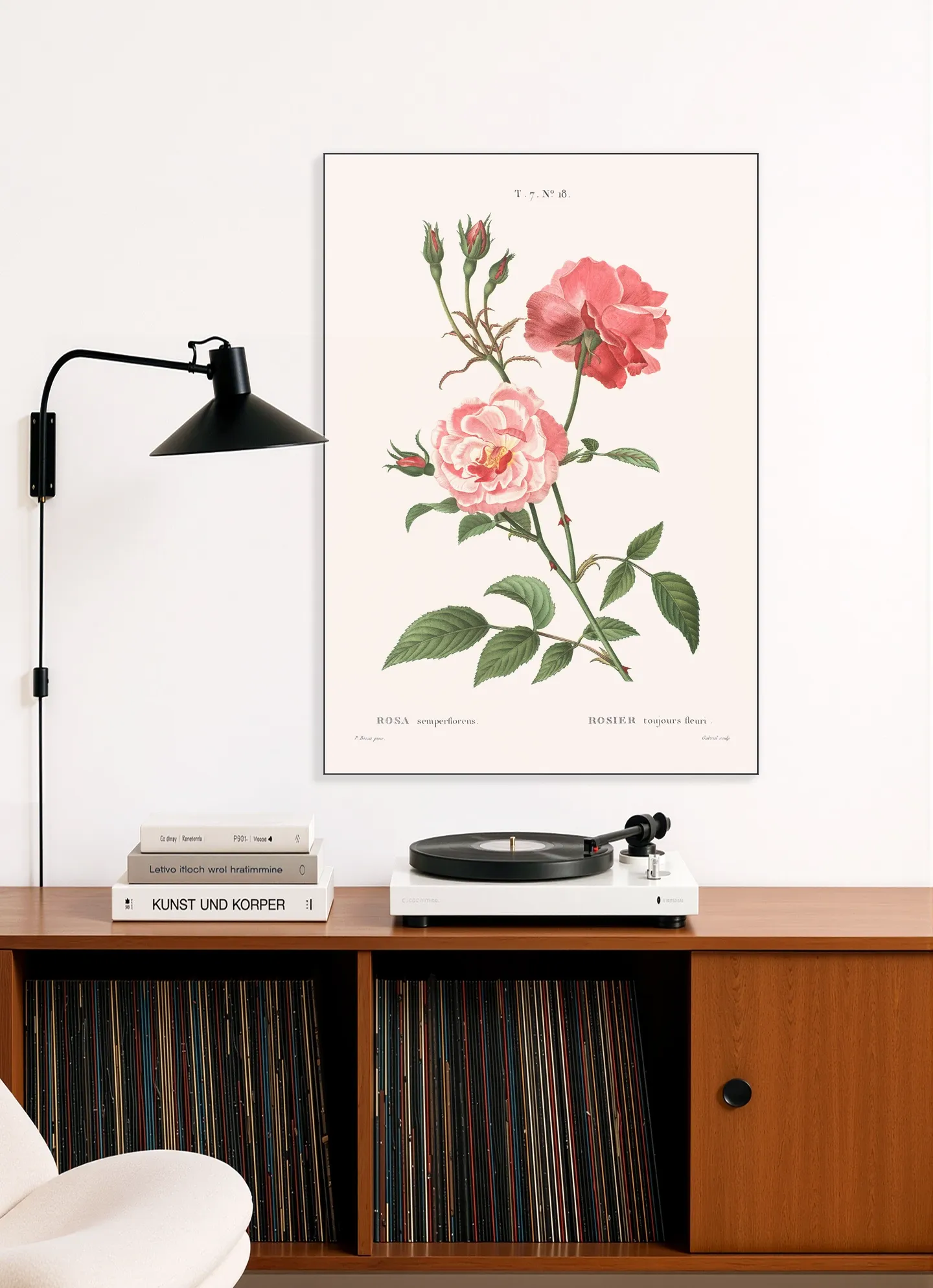 Rosa Semperflorens