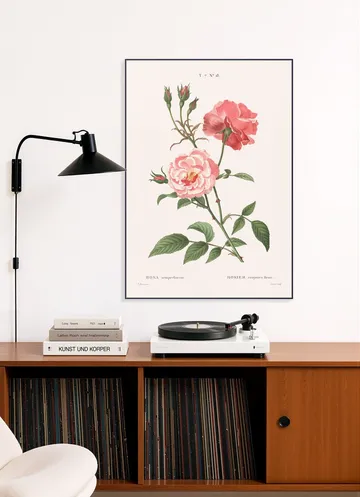 Rosa Semperflorens