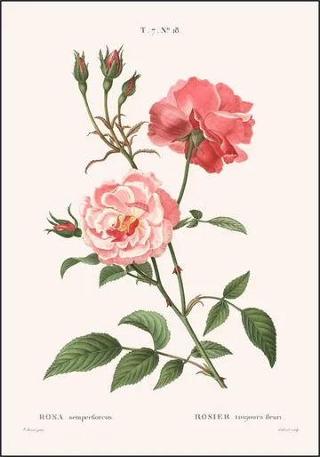 Rosa Semperflorens